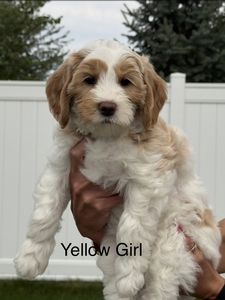 Yellow girl 